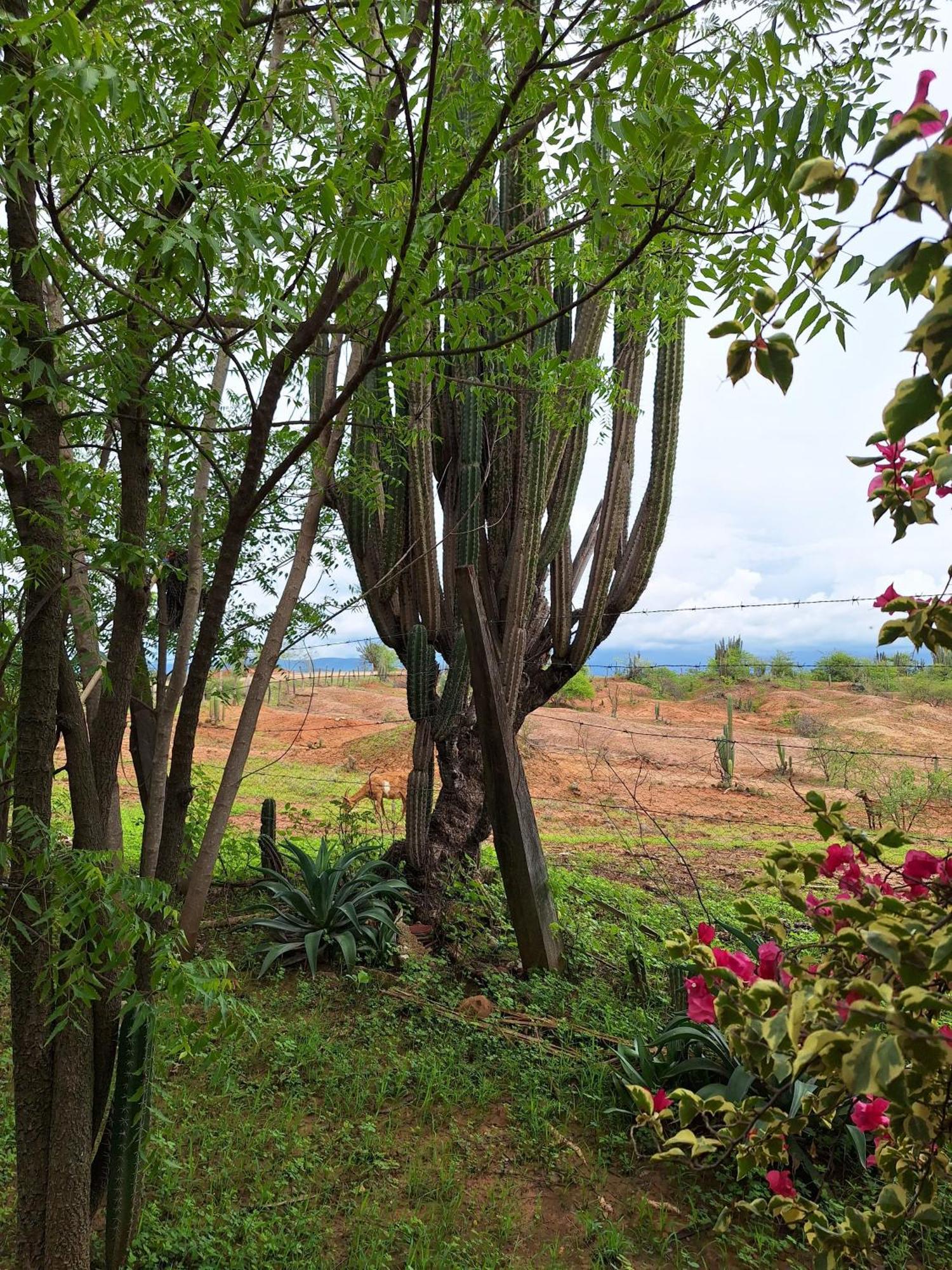 Alojamiento Casa De Campo Los Cactus Villavieja Extérieur photo